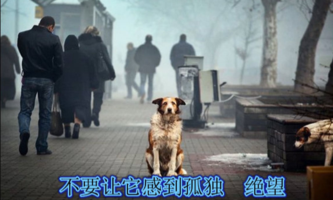 日照日照爱影圈微博微信转发案例